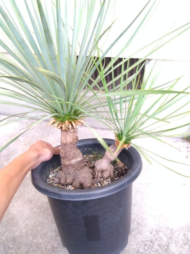 ユッカ　ロストラータ　9号鉢つき　ダブル❗