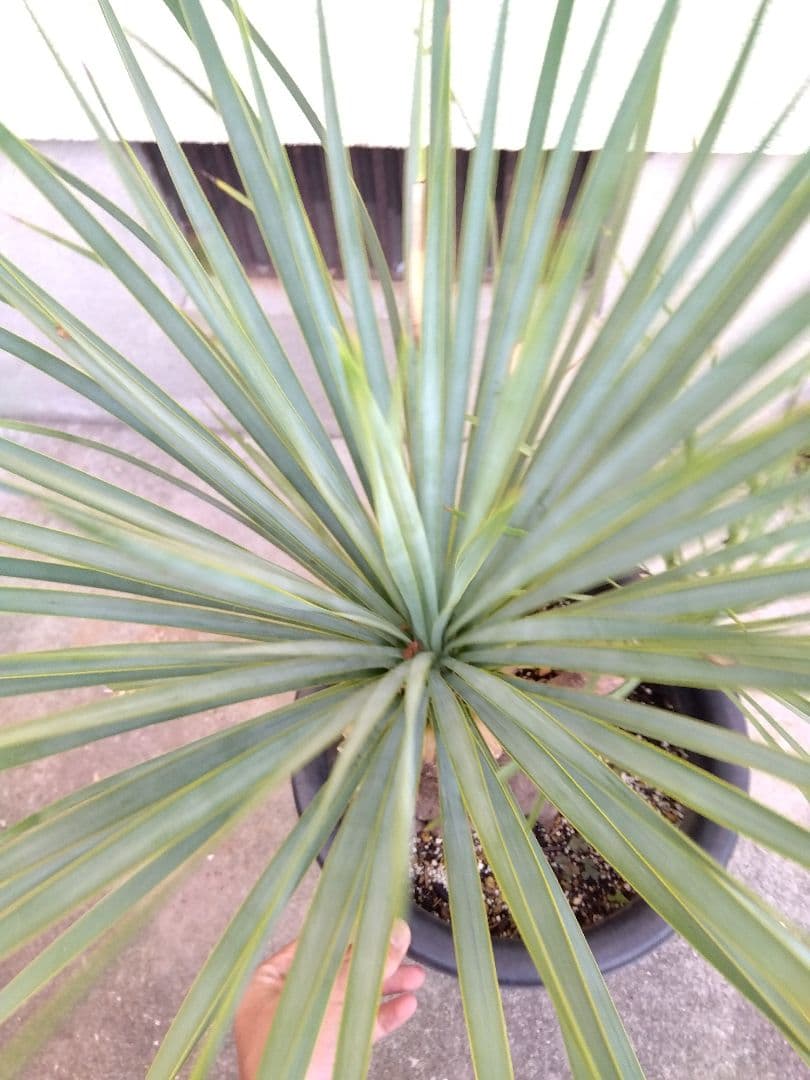 ユッカ　ロストラータ　9号鉢つき　ダブル❗