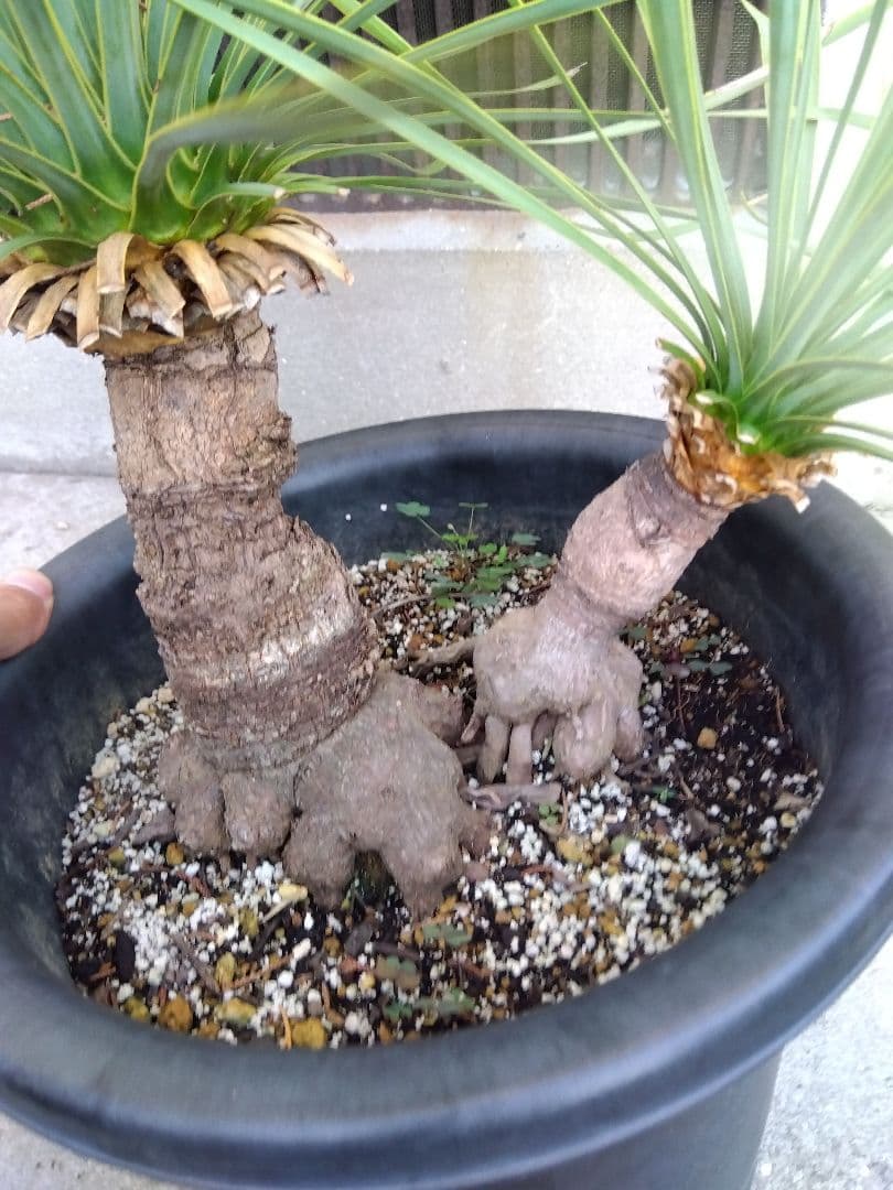 ユッカ　ロストラータ　9号鉢つき　ダブル❗