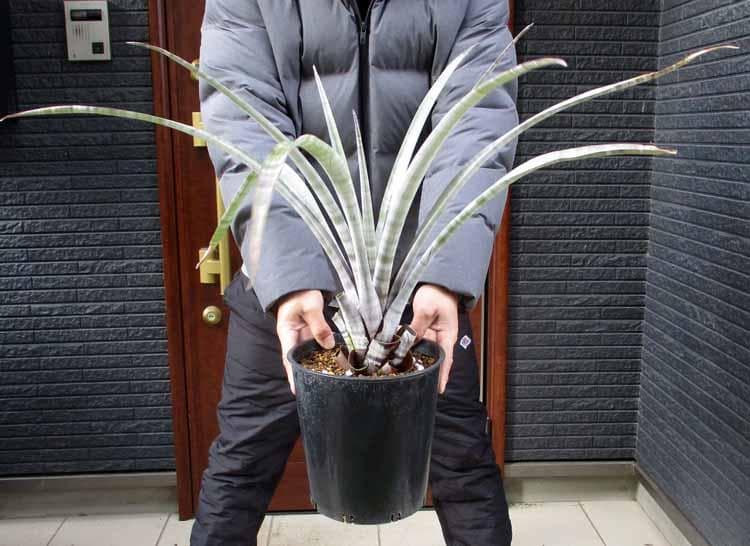 【現品】チランジア・ヒルダエ 　ティランジア・ヒルダエ　７号　P7番