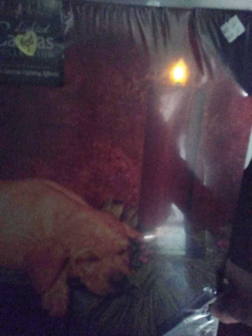 LED　光るキャンパス　仔犬とキャンドル（Silent Night）