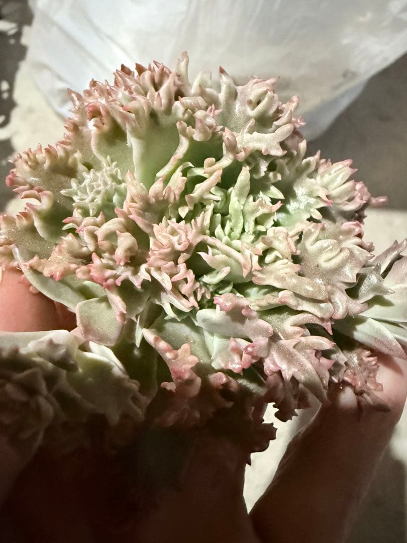 多肉植物　スターファイヤー　カット苗　大苗　✤花芽沢山✤特定記録付