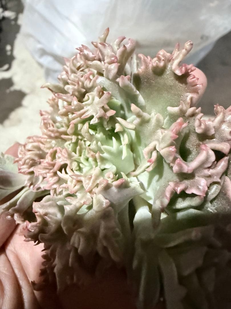 多肉植物　スターファイヤー　カット苗　大苗　✤花芽沢山✤特定記録付