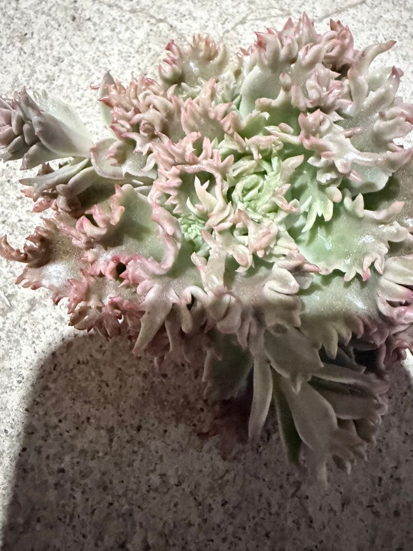 多肉植物　スターファイヤー　カット苗　大苗　✤花芽沢山✤特定記録付