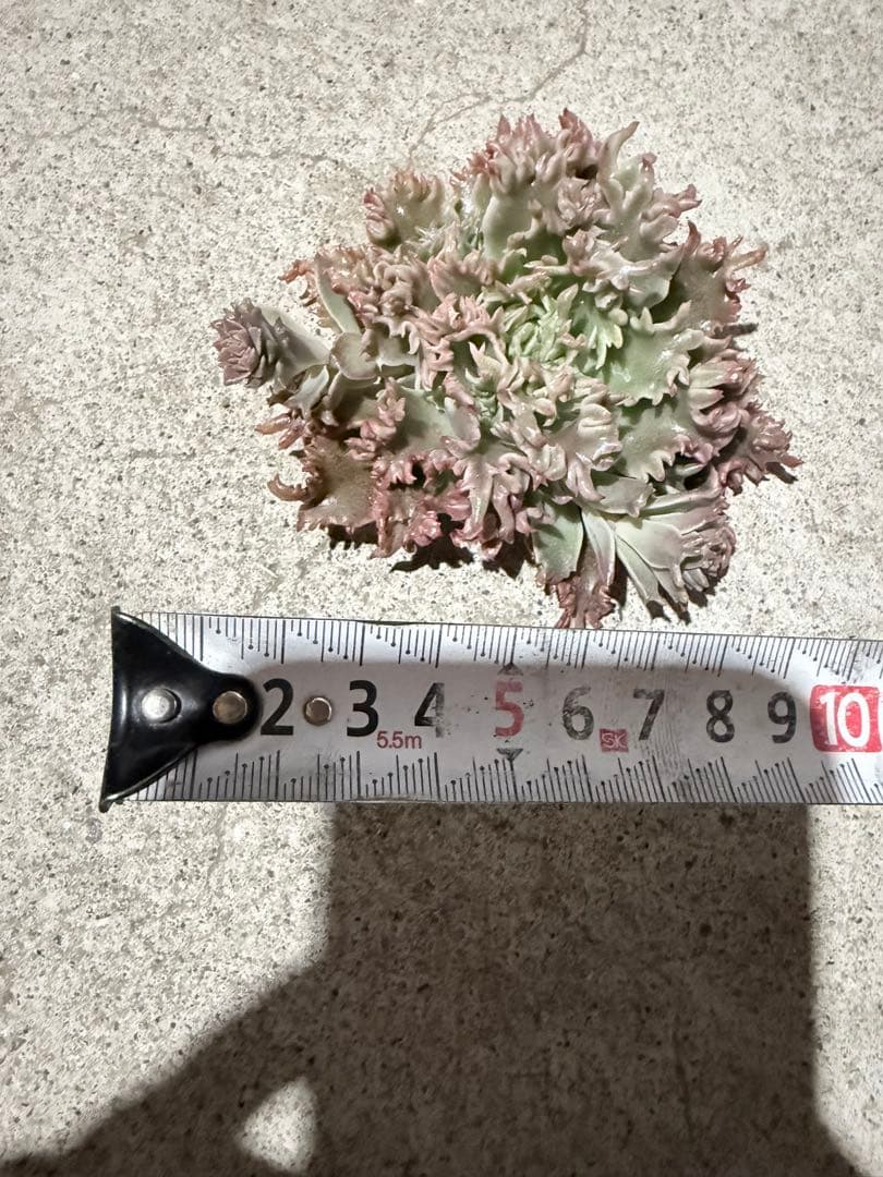 多肉植物　スターファイヤー　カット苗　大苗　✤花芽沢山✤特定記録付