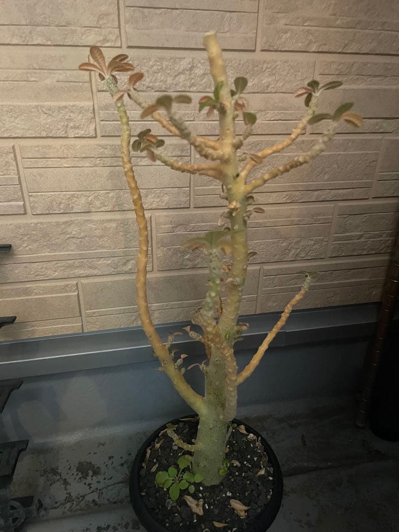 ドルステニア ギガス 発根済み