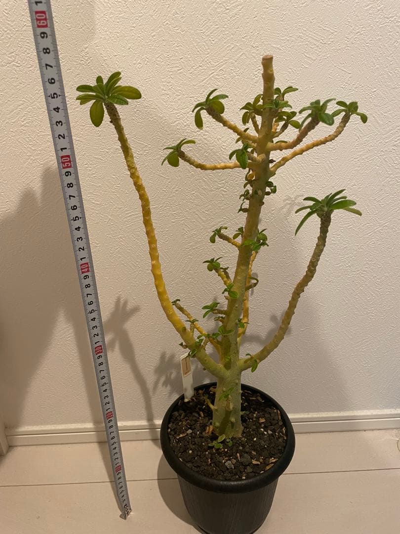 ドルステニア ギガス 発根済み