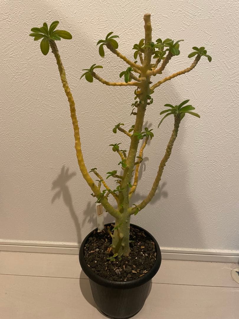 ドルステニア ギガス 発根済み