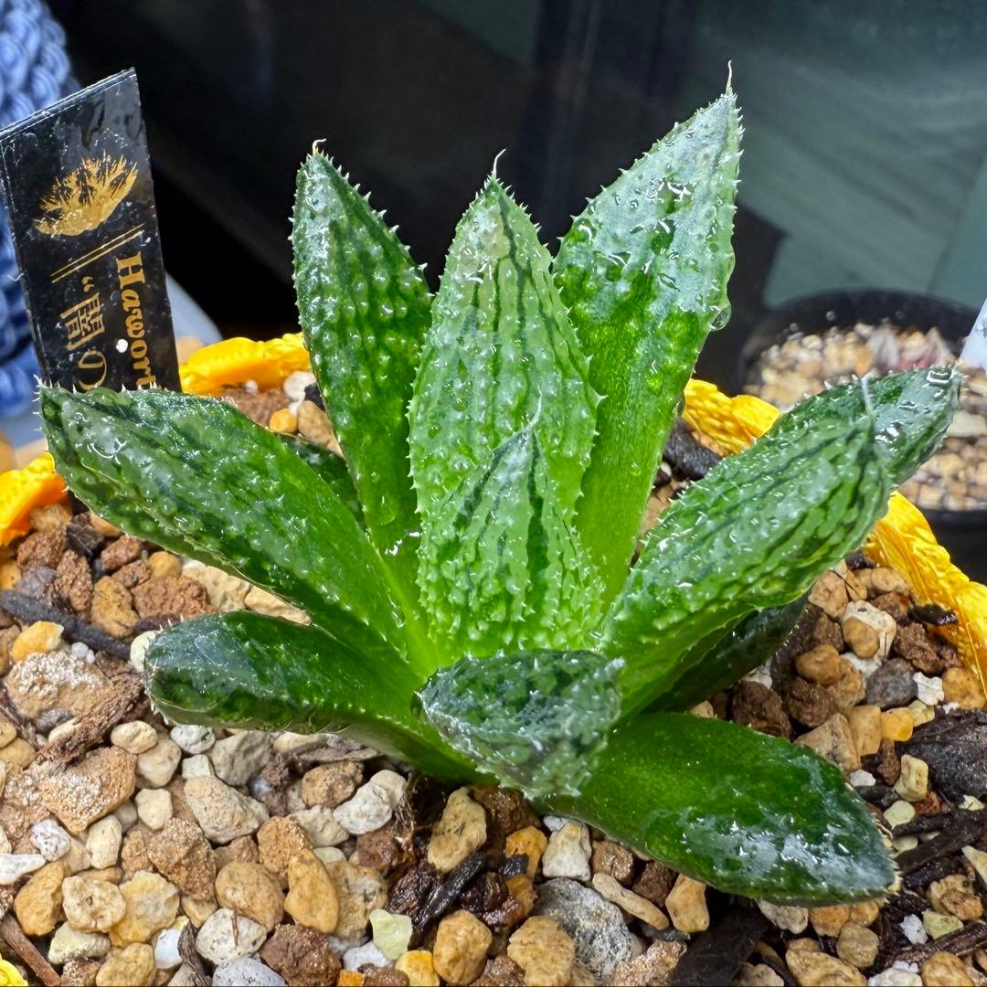 ハオルチア ⭐️闇の森⭐️ 極上品　美苗　美品　発根済み。