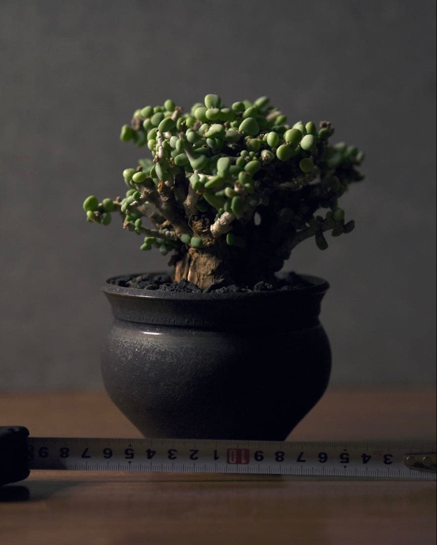 発根済 ケラリアピグマエア　塊根植物