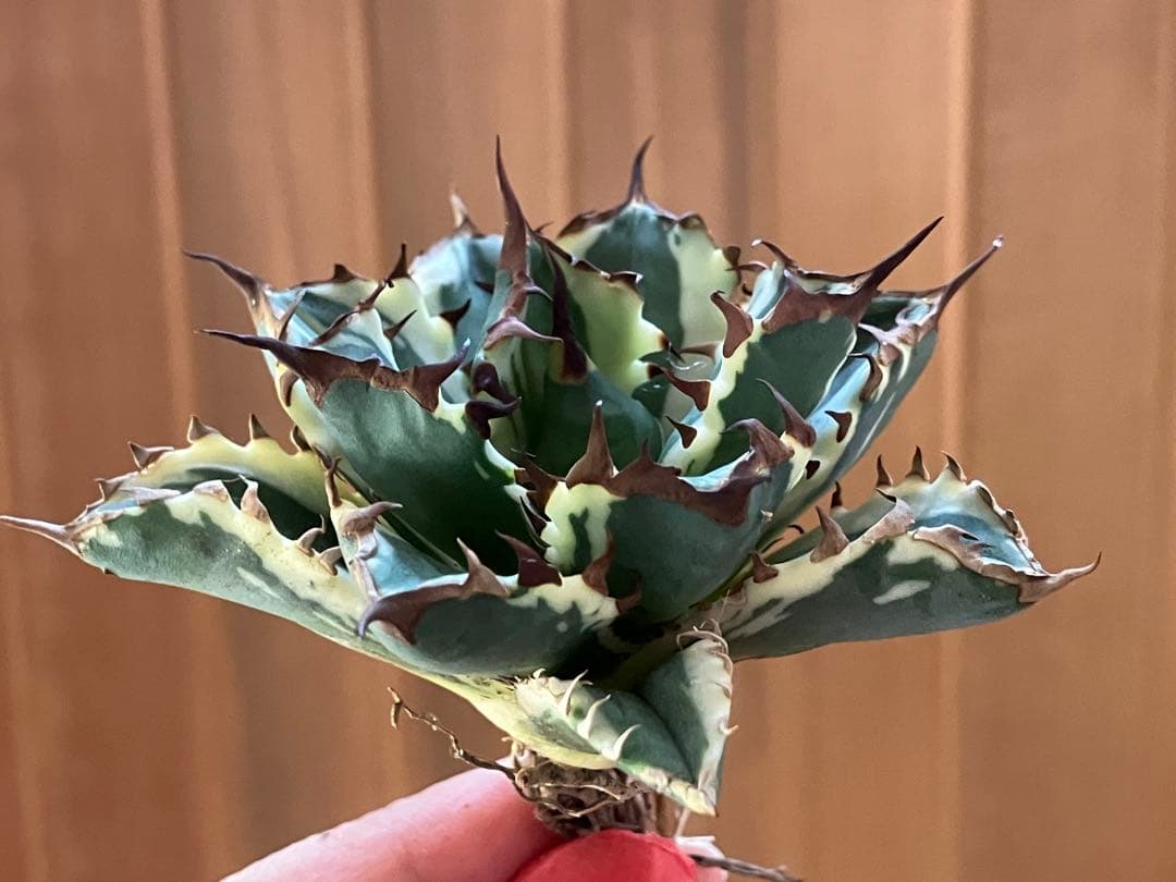 J*o様 【週末オークション】特選　サイズ大　アガべ　姫厳竜錦　覆輪斑　TC 永