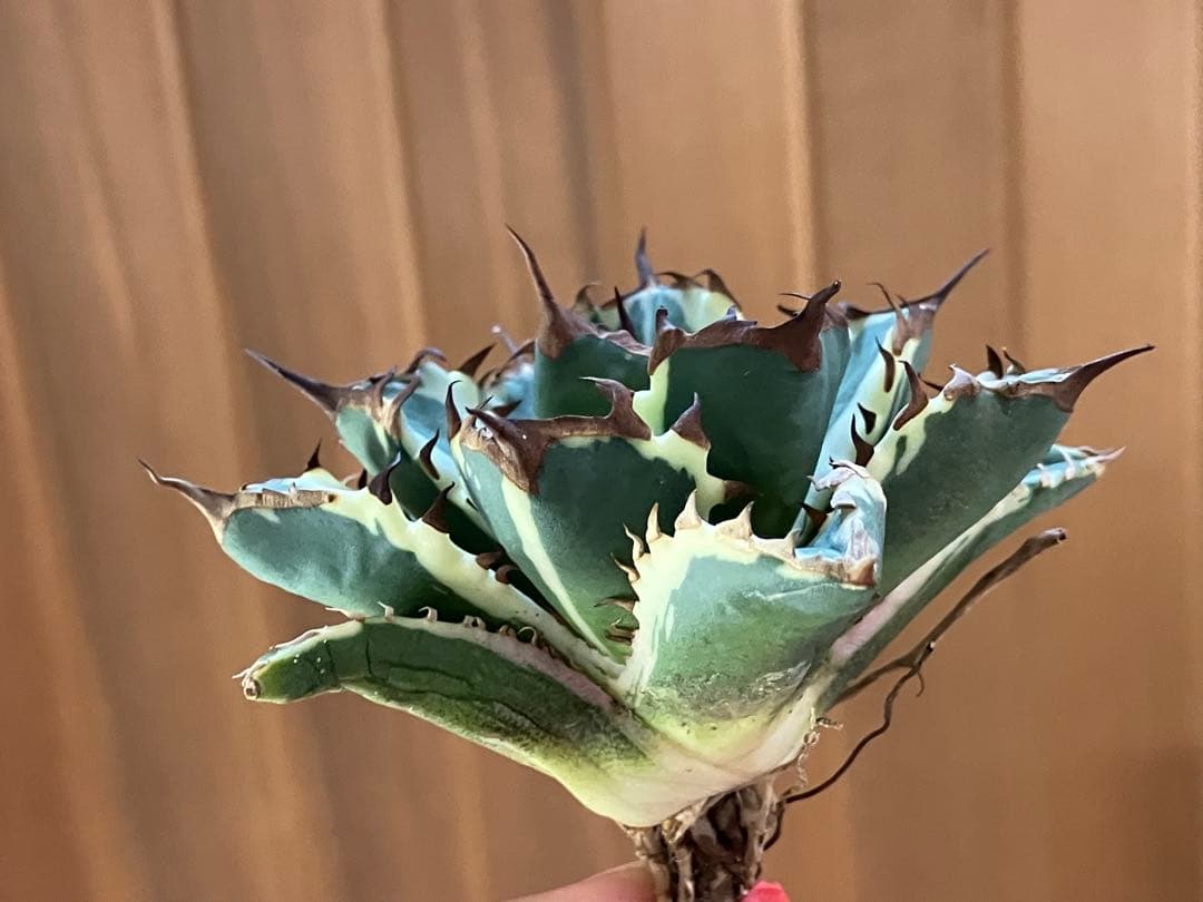 J*o様 【週末オークション】特選　サイズ大　アガべ　姫厳竜錦　覆輪斑　TC 永