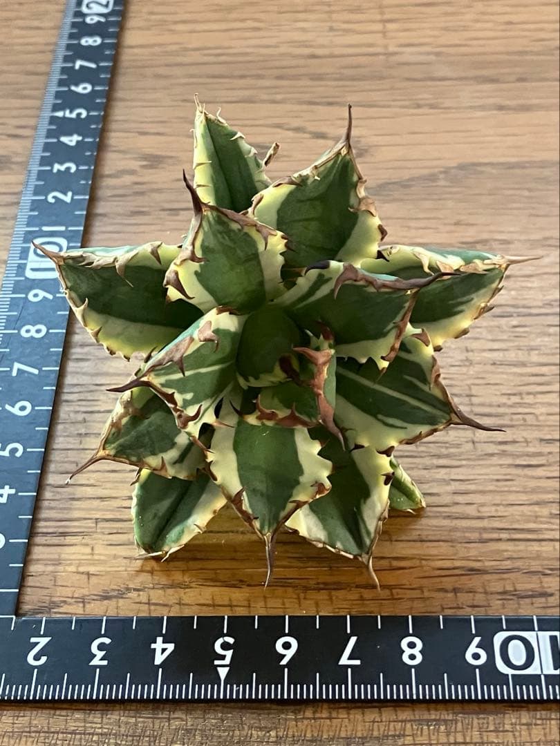 J*o様 【週末オークション】特選　サイズ大　アガべ　姫厳竜錦　覆輪斑　TC 永