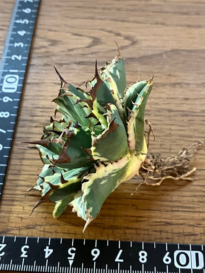 J*o様 【週末オークション】特選　サイズ大　アガべ　姫厳竜錦　覆輪斑　TC 永