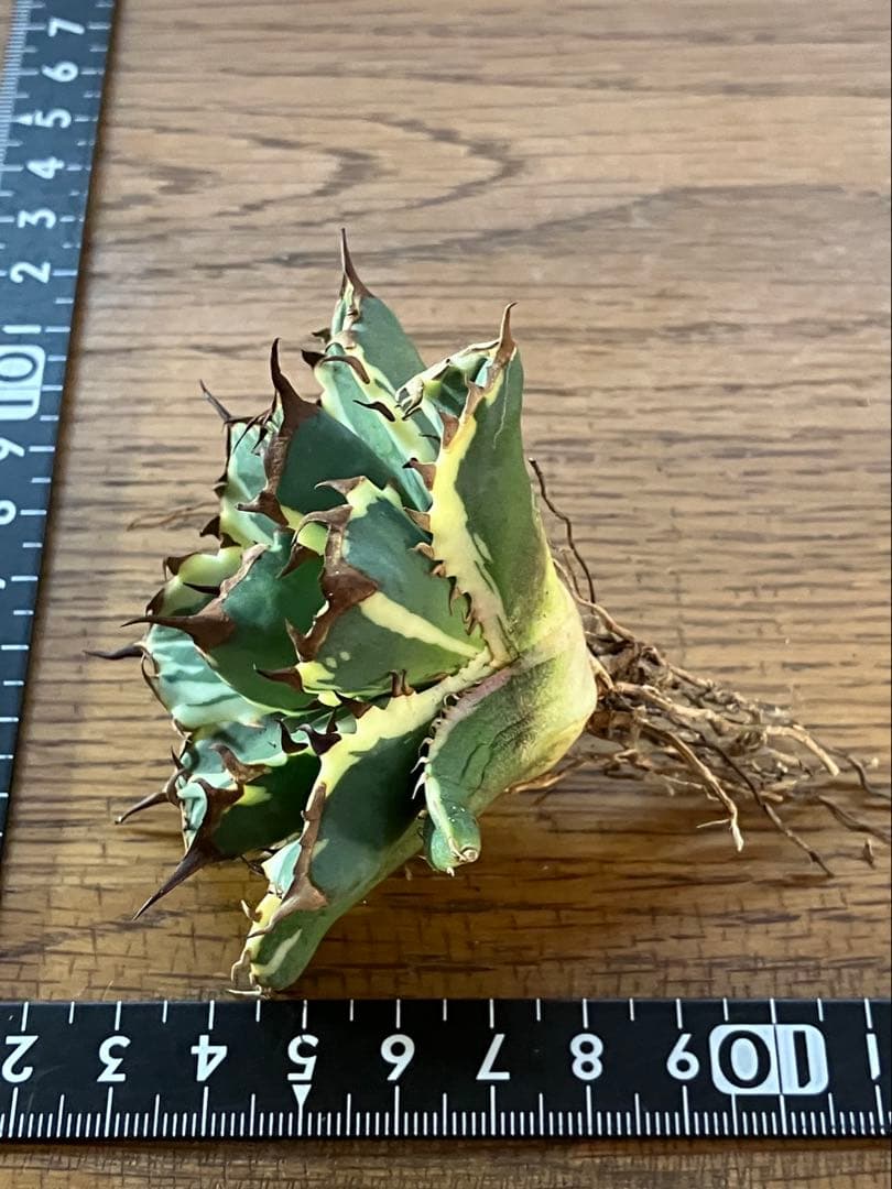 J*o様 【週末オークション】特選　サイズ大　アガべ　姫厳竜錦　覆輪斑　TC 永