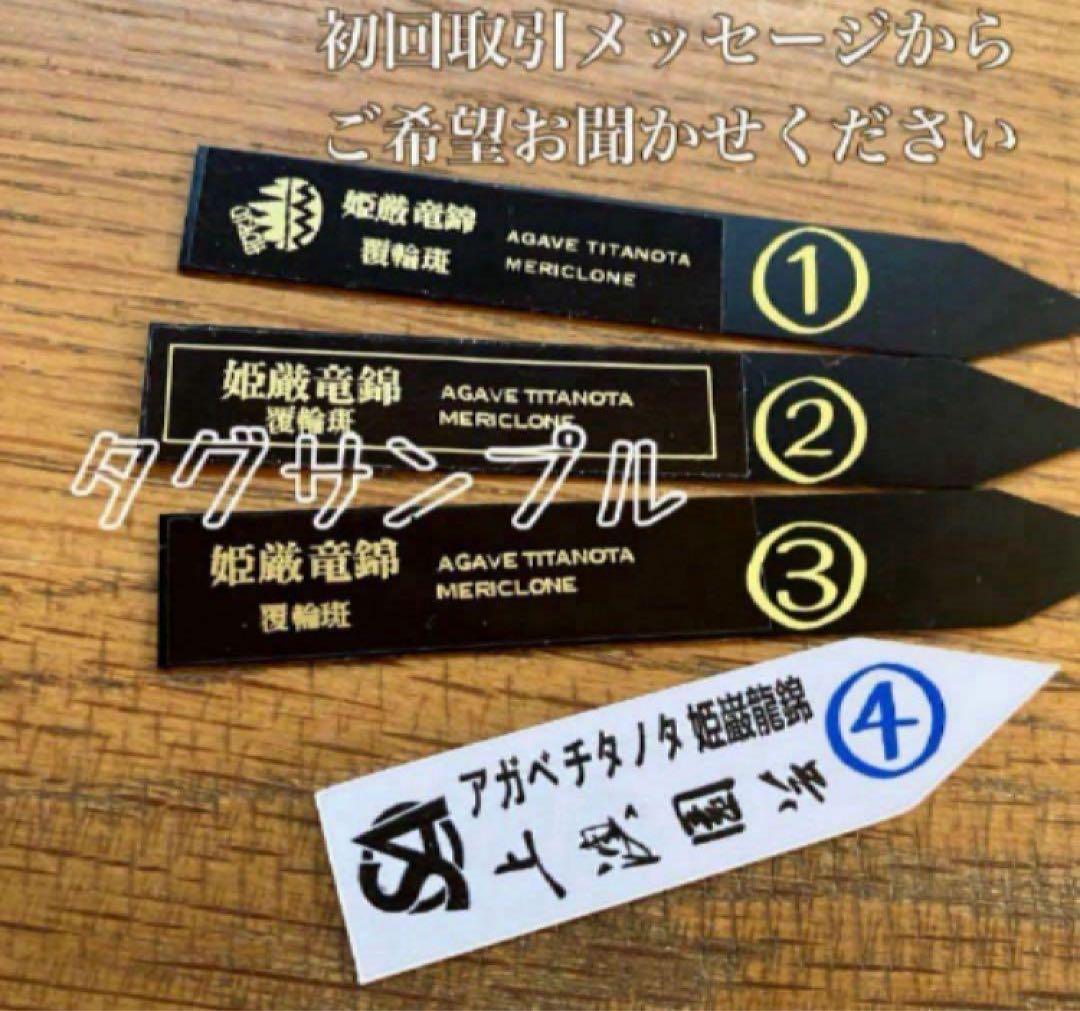 J*o様 【週末オークション】特選　サイズ大　アガべ　姫厳竜錦　覆輪斑　TC 永