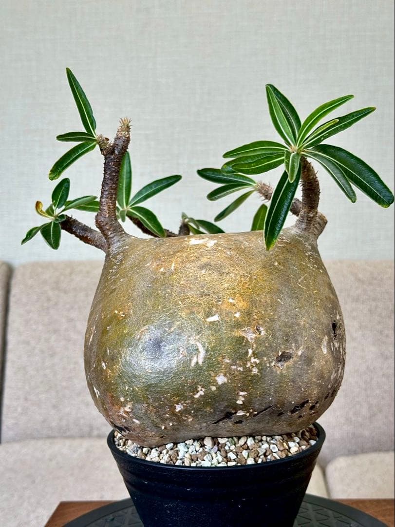 パキポディウム グラキリス 現地株 大株 短枝 ぼってり コレクション 幅17㎝