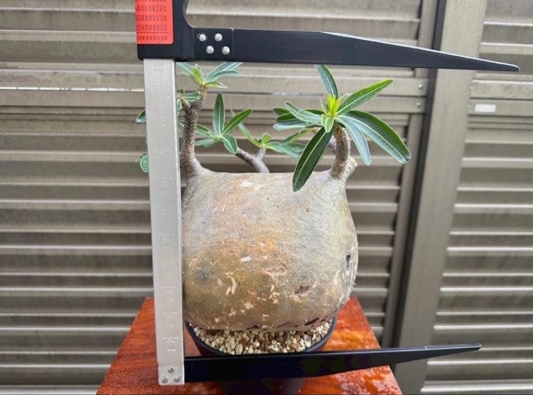 パキポディウム グラキリス 現地株 大株 短枝 ぼってり コレクション 幅17㎝