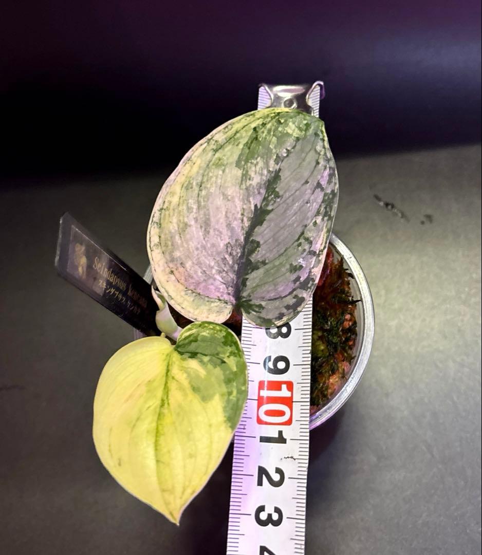 スキンダプサス ケンカナ 【レア】 クリスタルのおまけ付き　L5