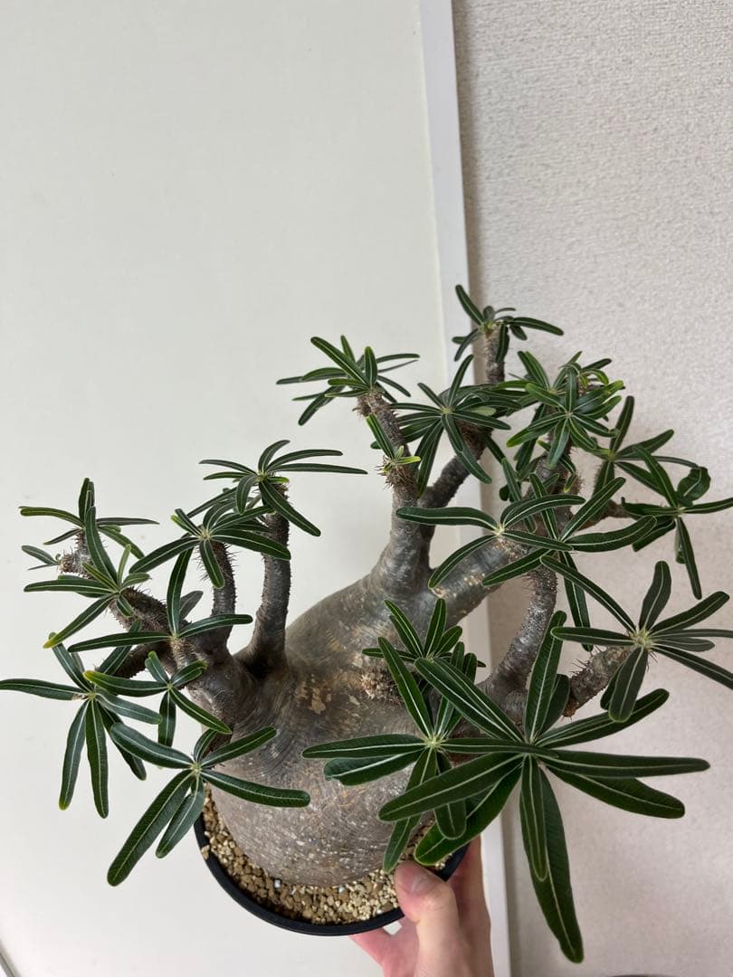 パキポディウム グラキリス 現地株 L