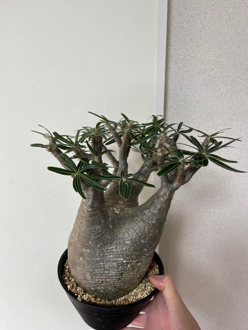 パキポディウム グラキリス 現地株 L