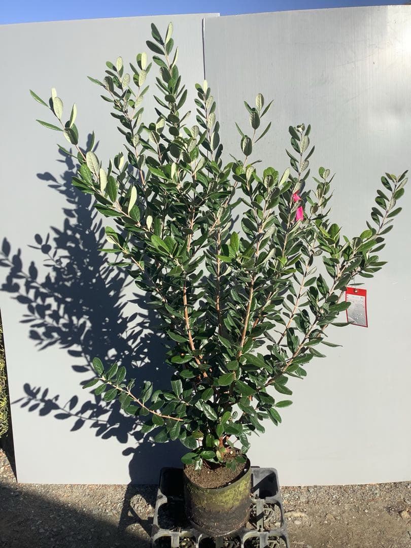 7-44果樹【フェイジョア】樹高約130cm【送料込み】