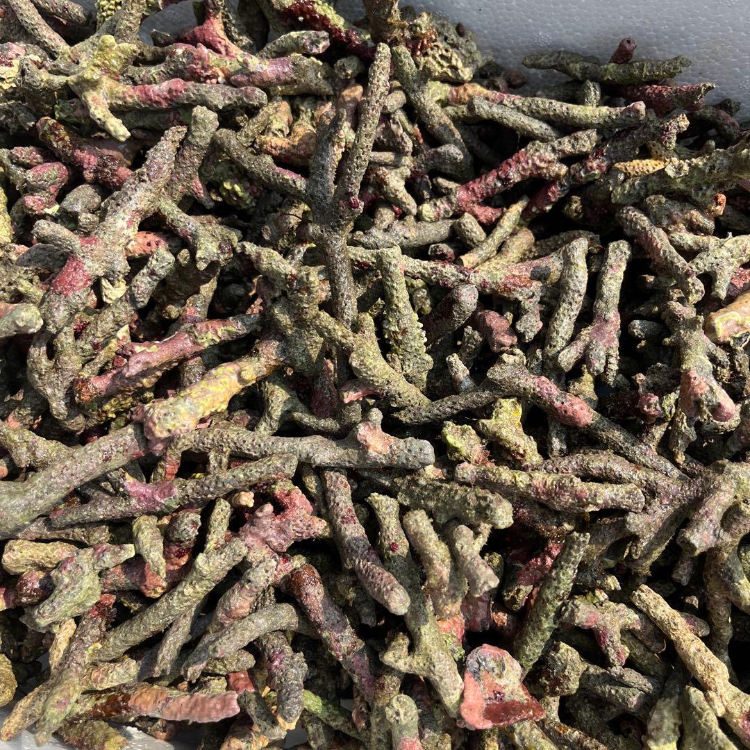 天然ライブロック　フライドポテト