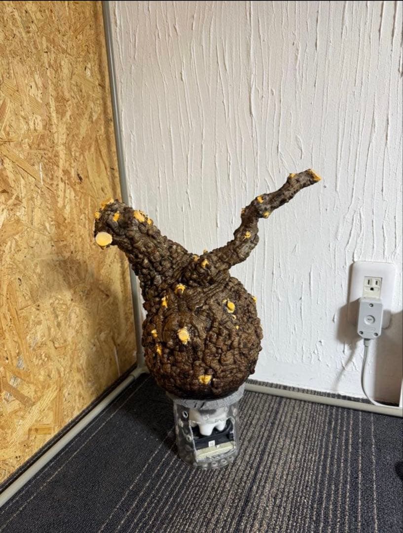 極上大株　発根済み　幹幅約20センチ パキプス　ボコ肌