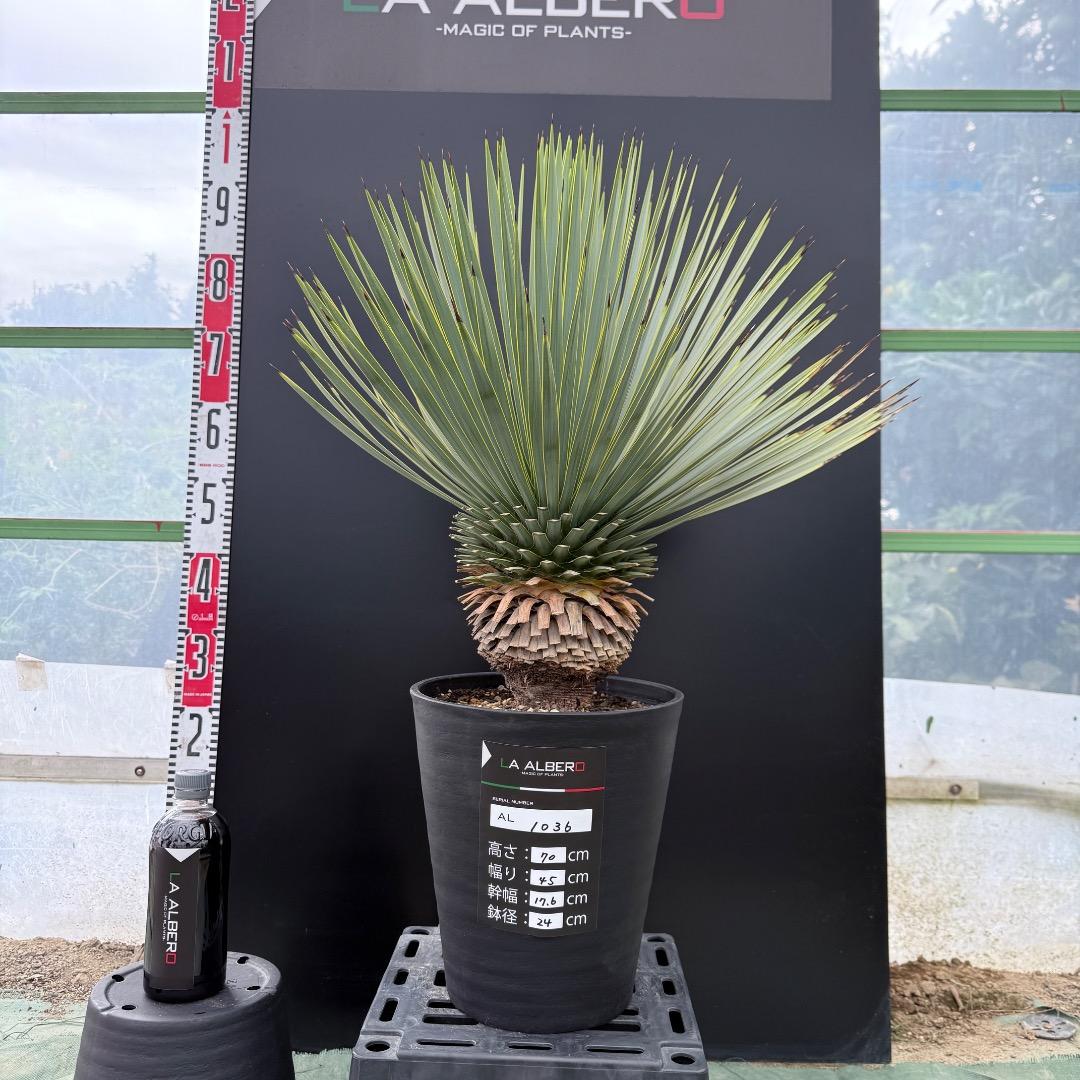 【AL1036】ユッカ　ロストラータ　超美形　シルバーブルー個体