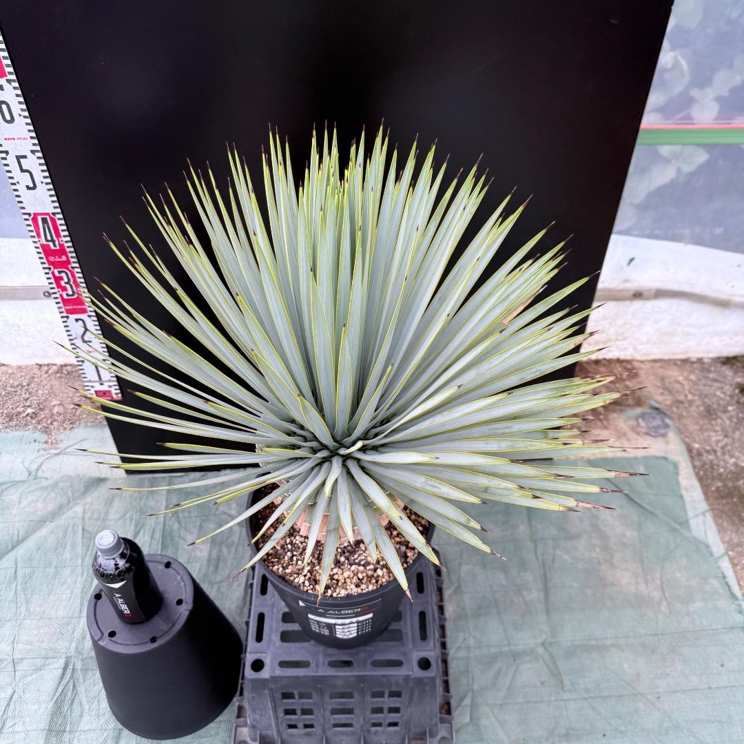 【AL1036】ユッカ　ロストラータ　超美形　シルバーブルー個体