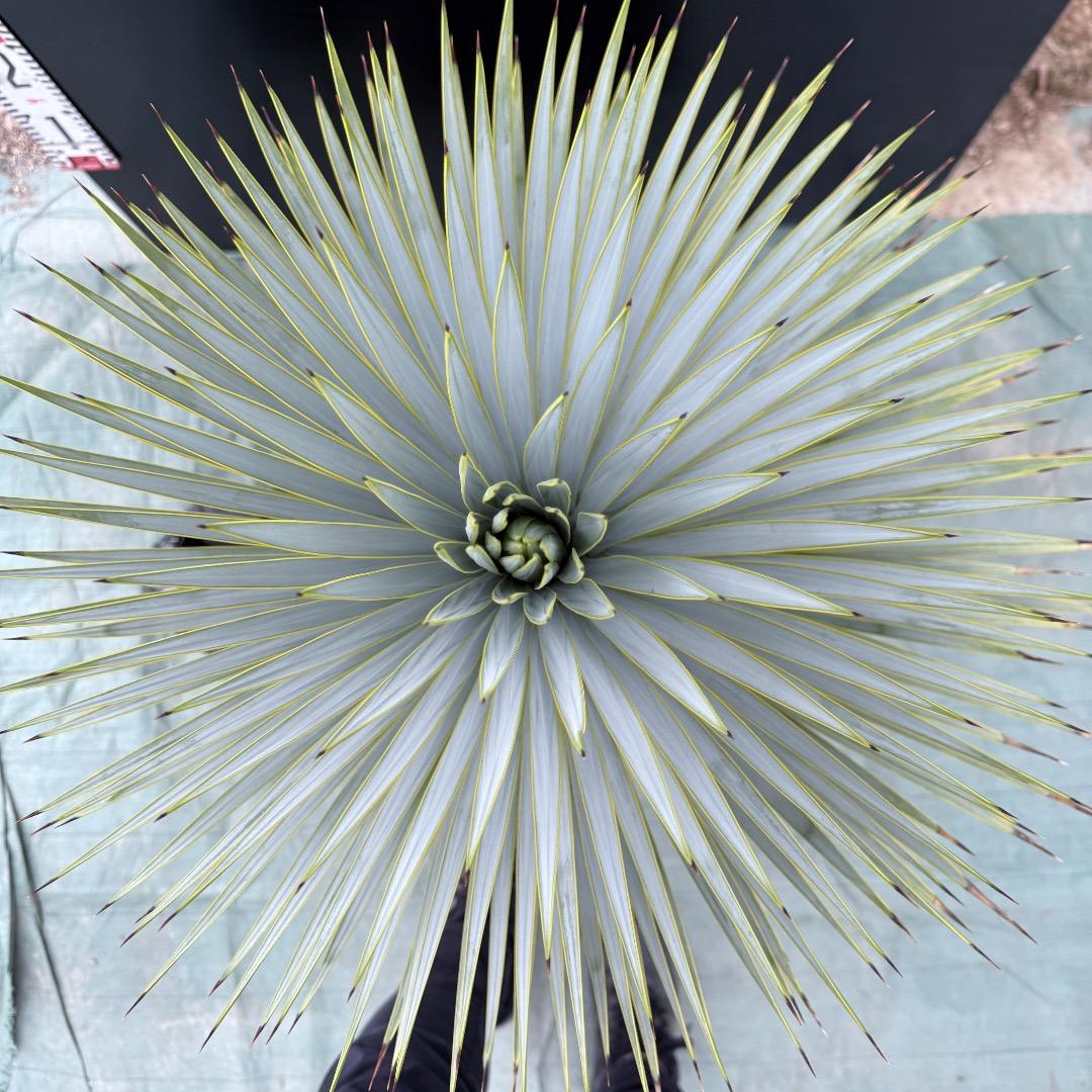 【AL1036】ユッカ　ロストラータ　超美形　シルバーブルー個体