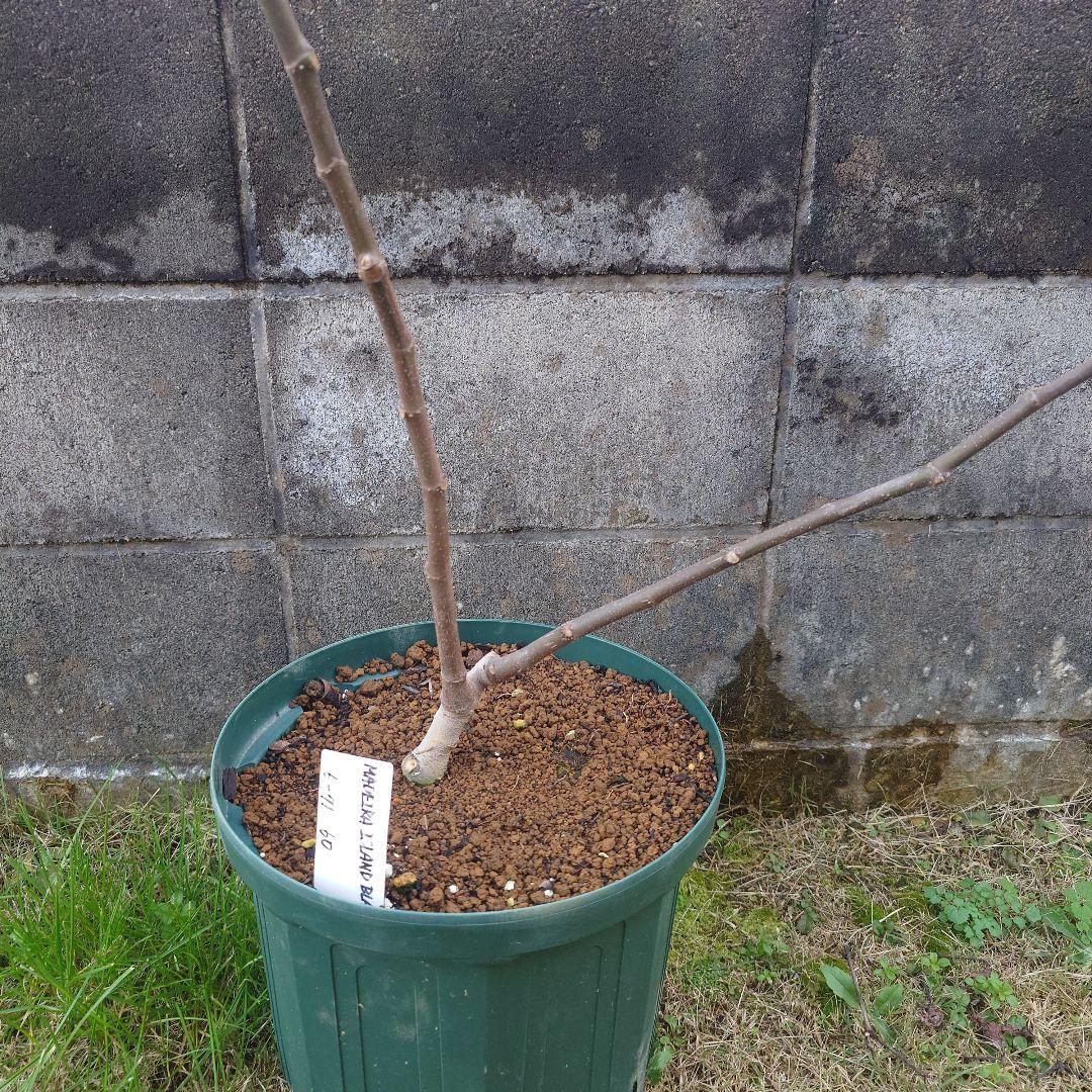 マデイラアイランドブラック。