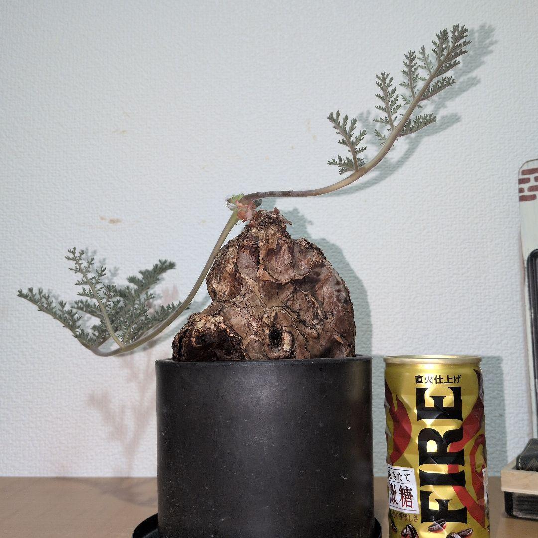 ペラルゴニウム　トリステ　大株　　　現地球 （鉢付き)