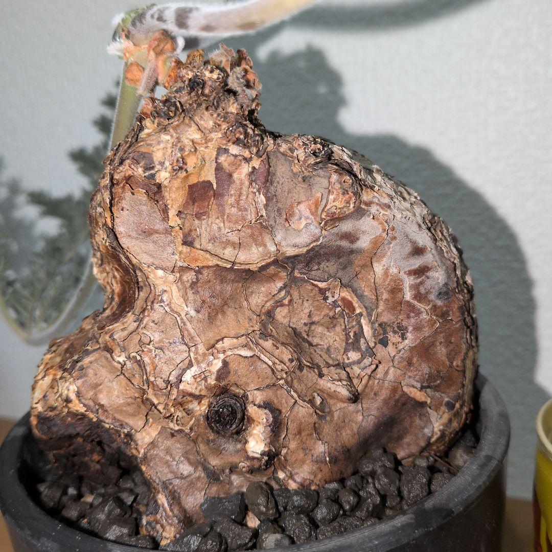 ペラルゴニウム　トリステ　大株　　　現地球 （鉢付き)