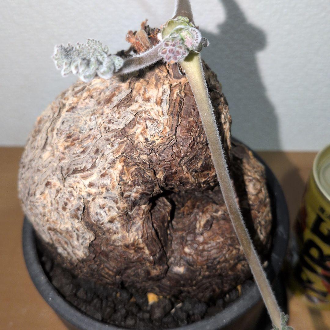 ペラルゴニウム　トリステ　大株　　　現地球 （鉢付き)