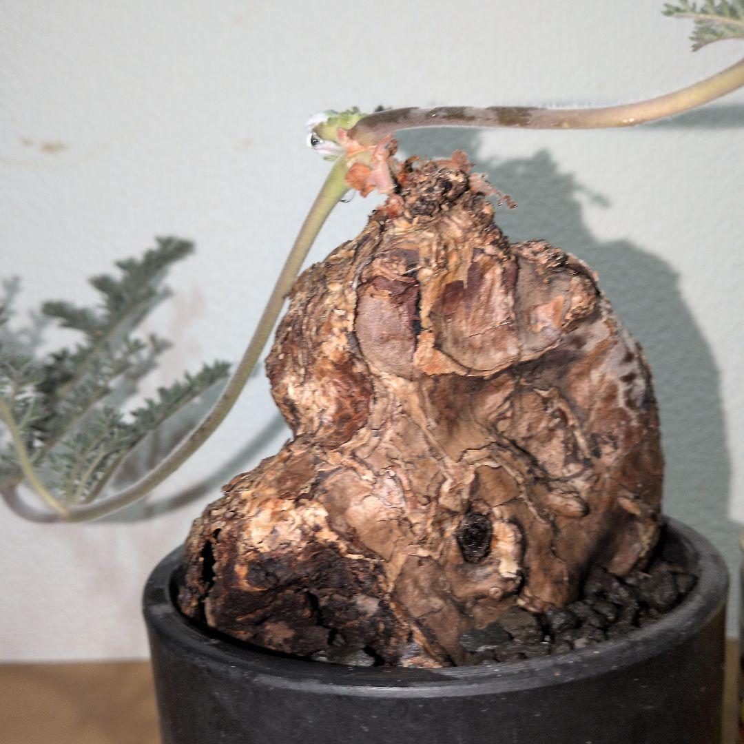 ペラルゴニウム　トリステ　大株　　　現地球 （鉢付き)