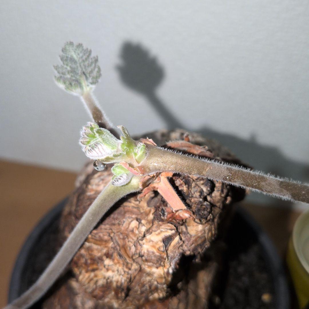 ペラルゴニウム　トリステ　大株　　　現地球 （鉢付き)