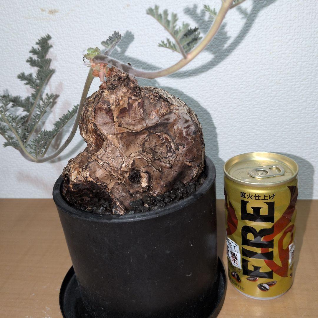 ペラルゴニウム　トリステ　大株　　　現地球 （鉢付き)