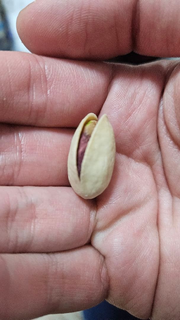 未加工ピスタチオの種