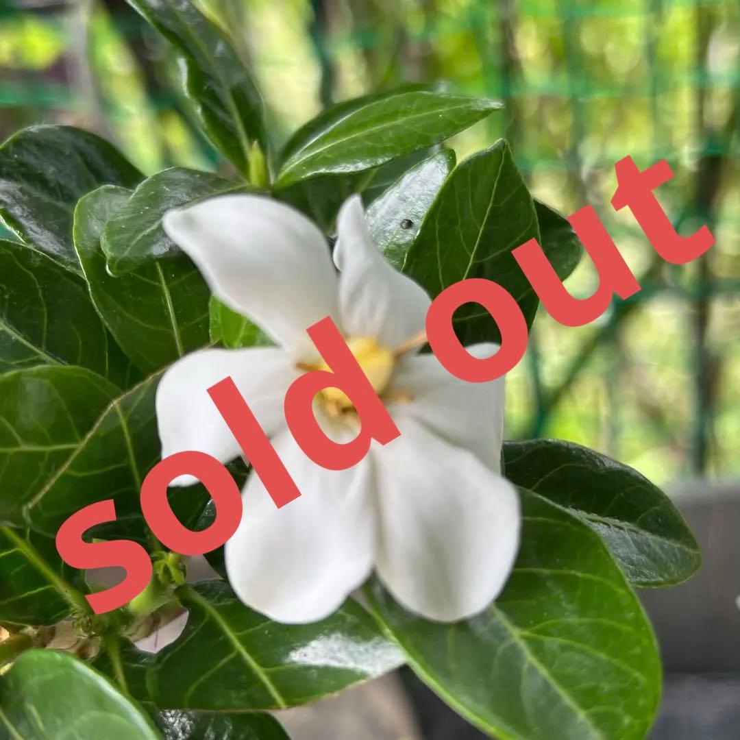 一重クチナシ 挿し木 活着苗 1苗 芳醇な香りと美しいお花をお楽しみ下さい。