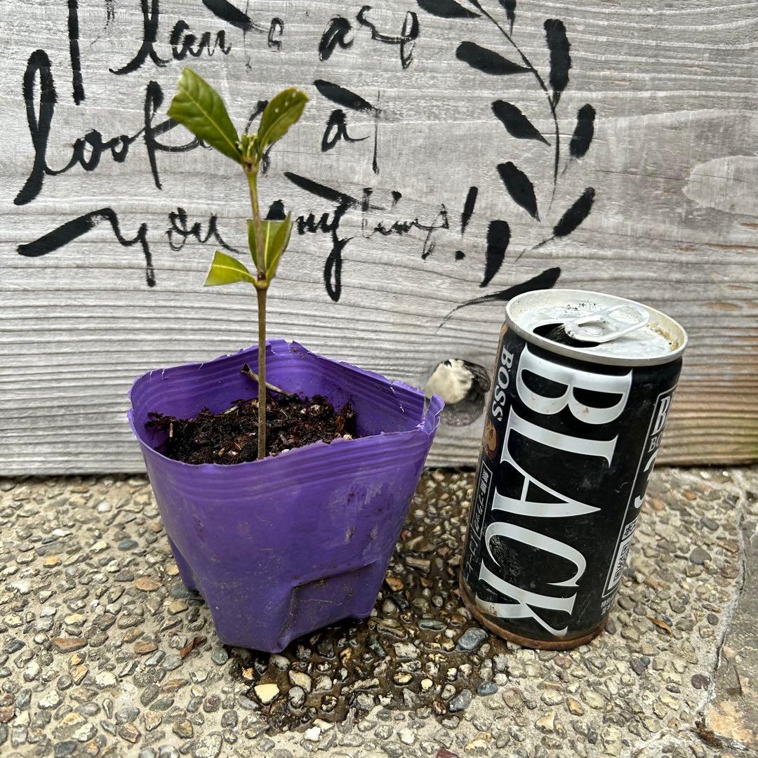 一重クチナシ 挿し木 活着苗 1苗 芳醇な香りと美しいお花をお楽しみ下さい。