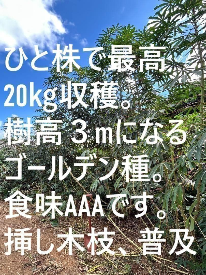究極＝世界最高峰◆ゴールデン種/キャッサバ★80サイズ段ボール大箱満杯★挿し木枝