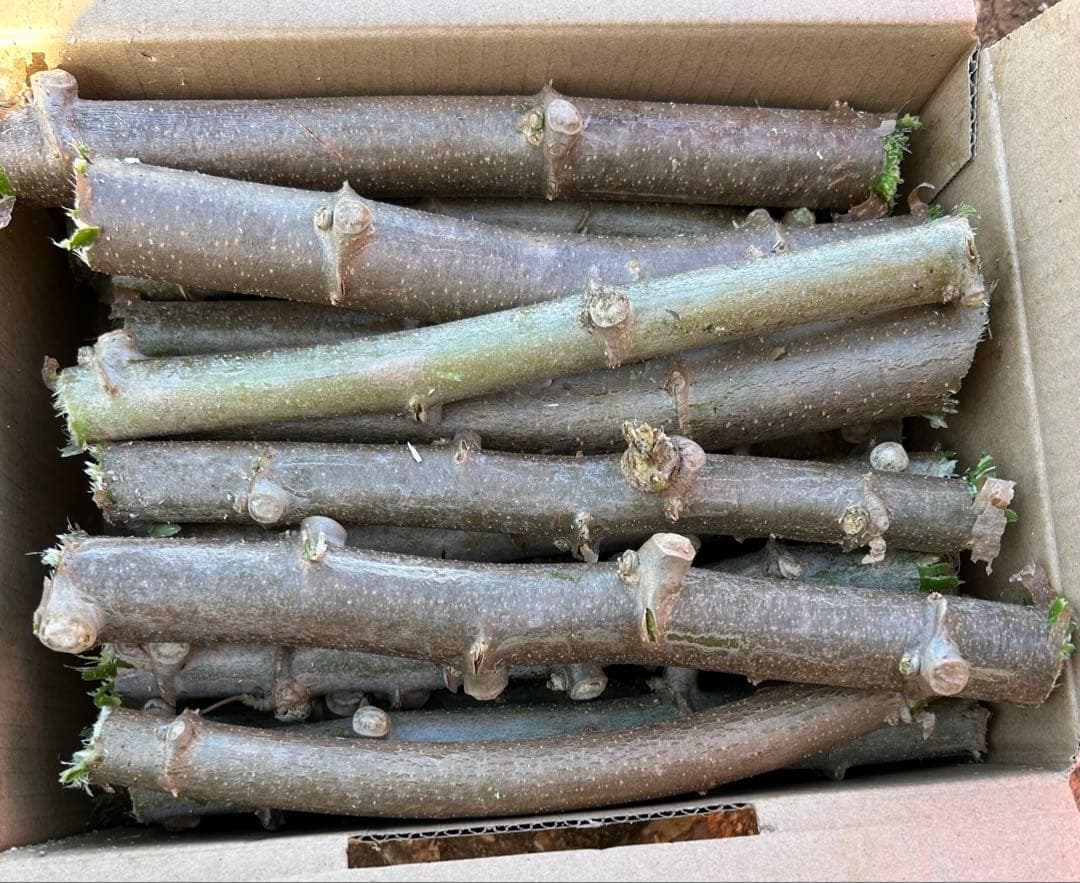 究極＝世界最高峰◆ゴールデン種/キャッサバ★80サイズ段ボール大箱満杯★挿し木枝