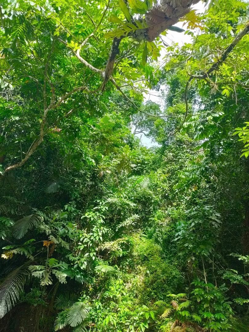 ❇洞窟の宝石♉レクライ⭐琥珀色のクリスタル❄ケウ♋神聖物質♊プラクルアン✨
