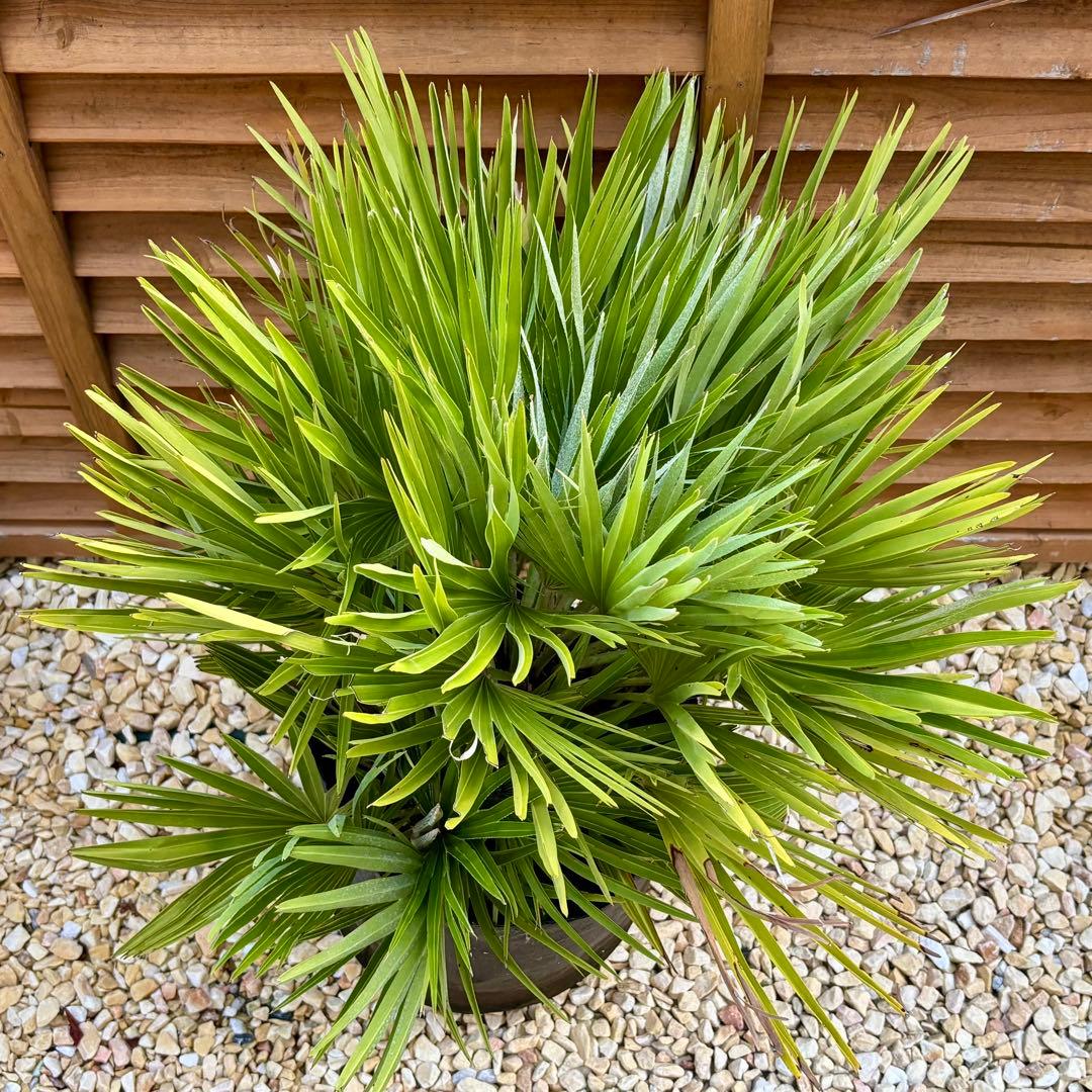 チャメロプス ボルケーノ