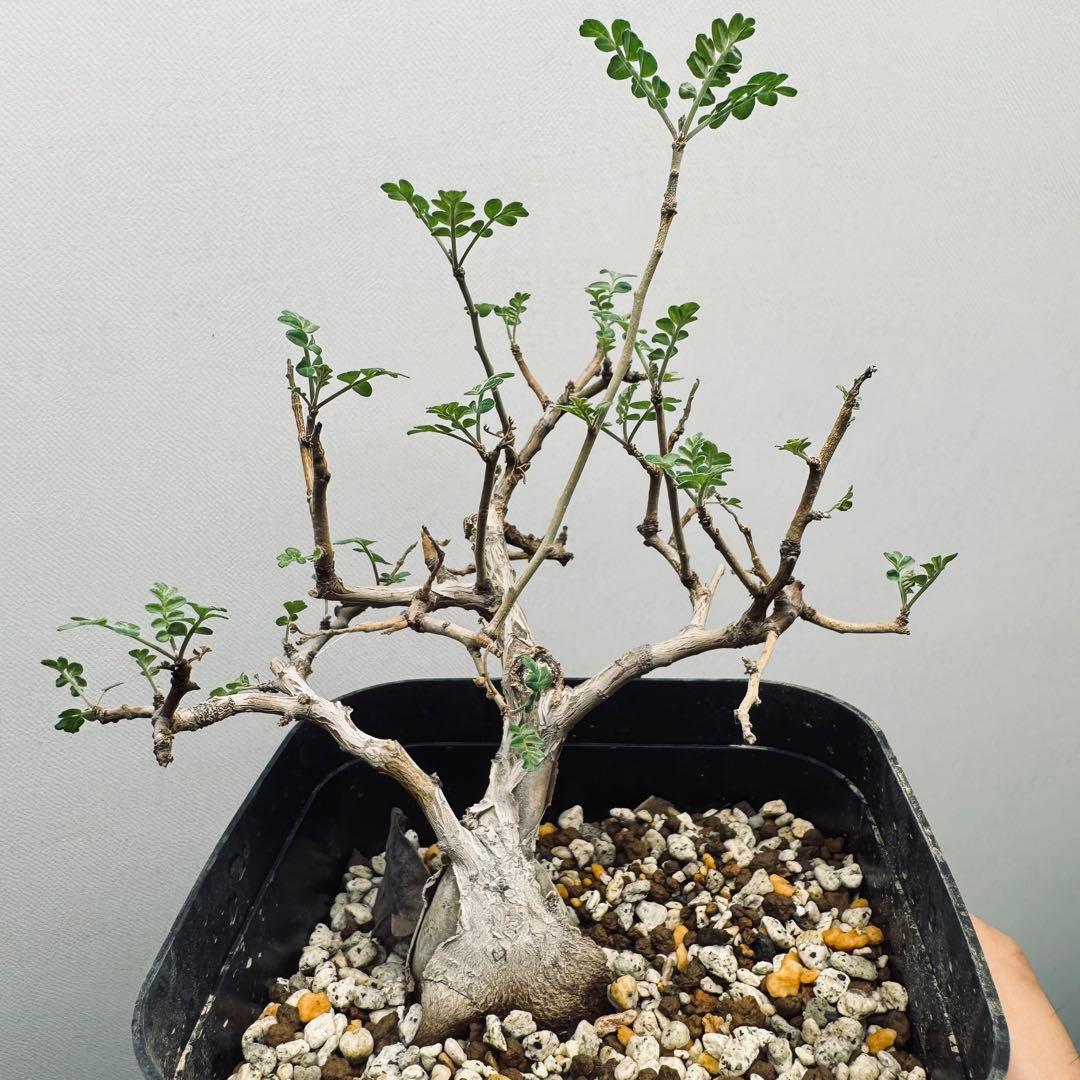 【実生素材】パキコルムスディスカラー