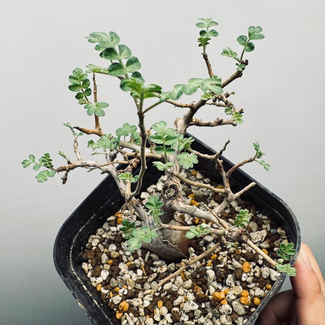 【実生素材】パキコルムスディスカラー