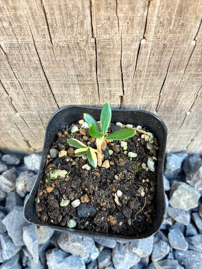 斑入りオリーブ苗　A