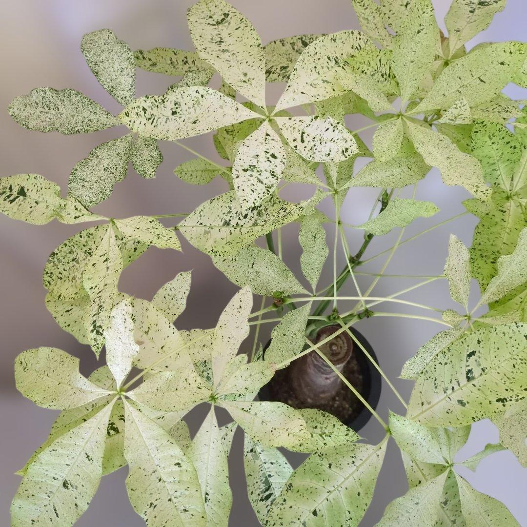 パキラミルキーウェイ✨　接木株