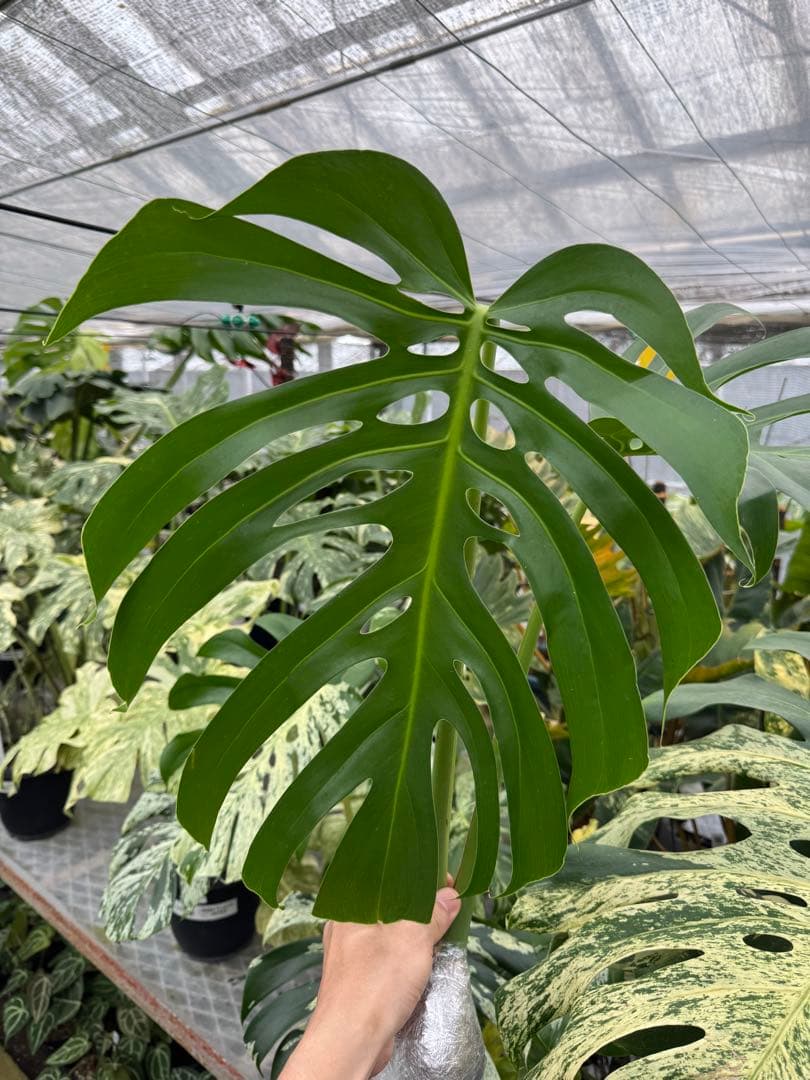 モンステラ　デリシオーサ　Sp. ヴェーラ・クルース　成長点カット　葉っぱ2枚